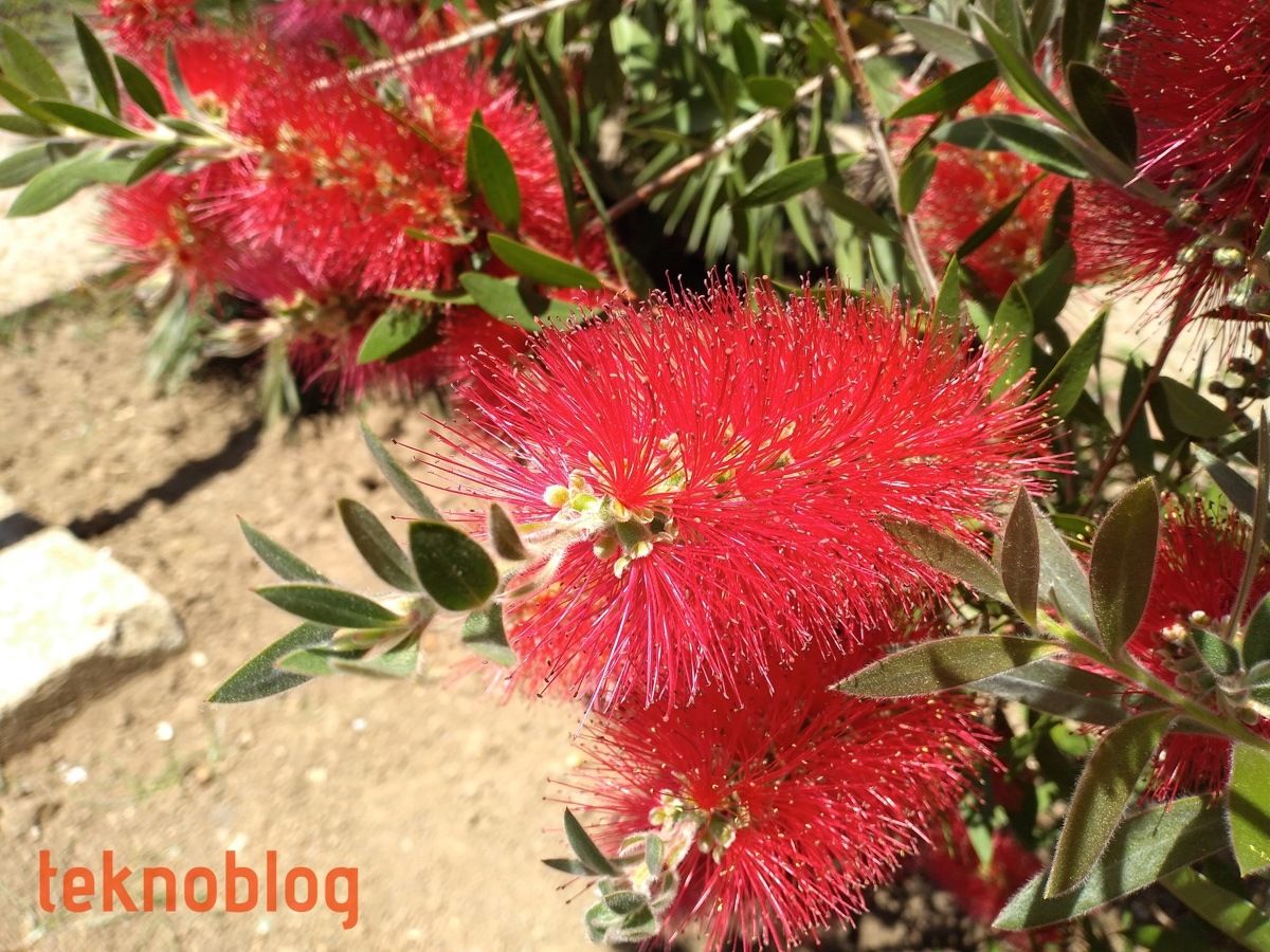 Honor 8C İncelemesi