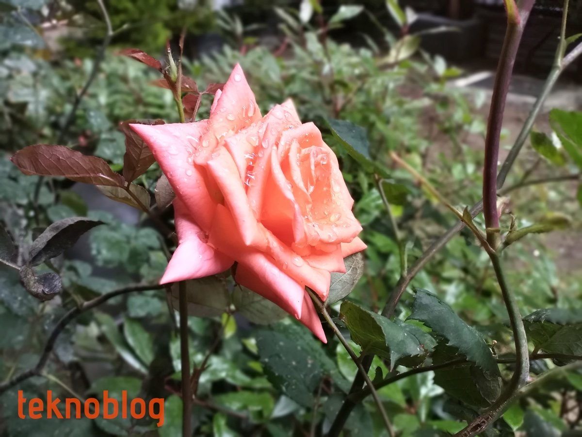 Honor 8C İncelemesi