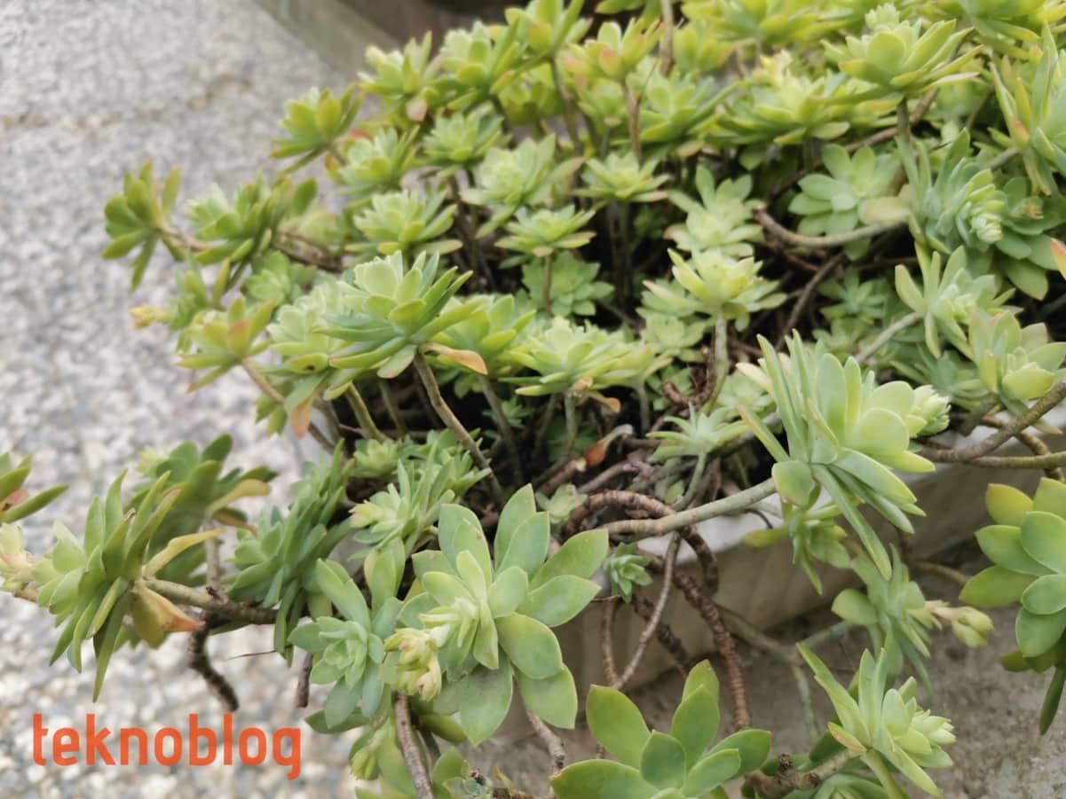 Huawei Nova 5T İncelemesi