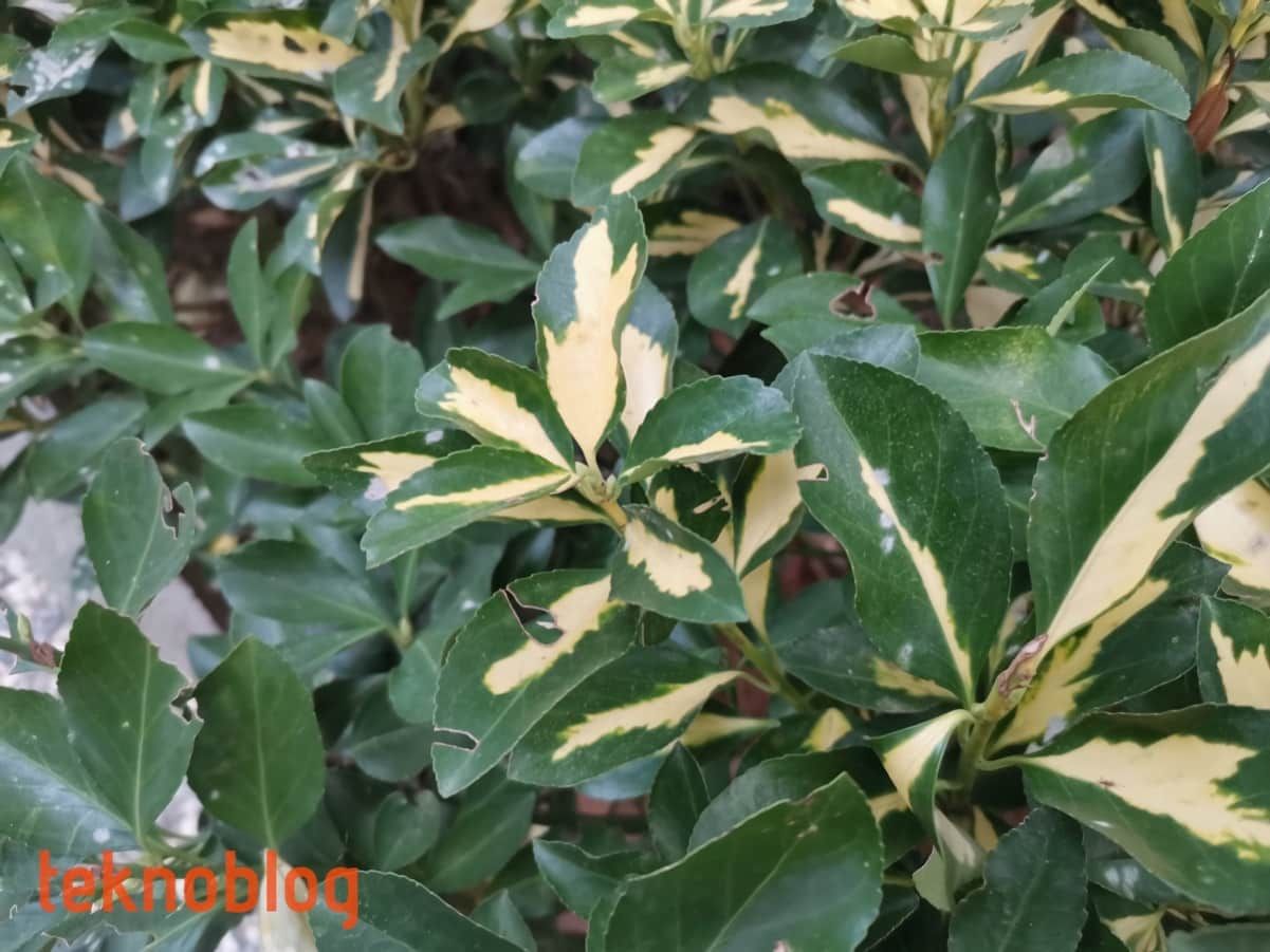 Huawei Nova 5T İncelemesi