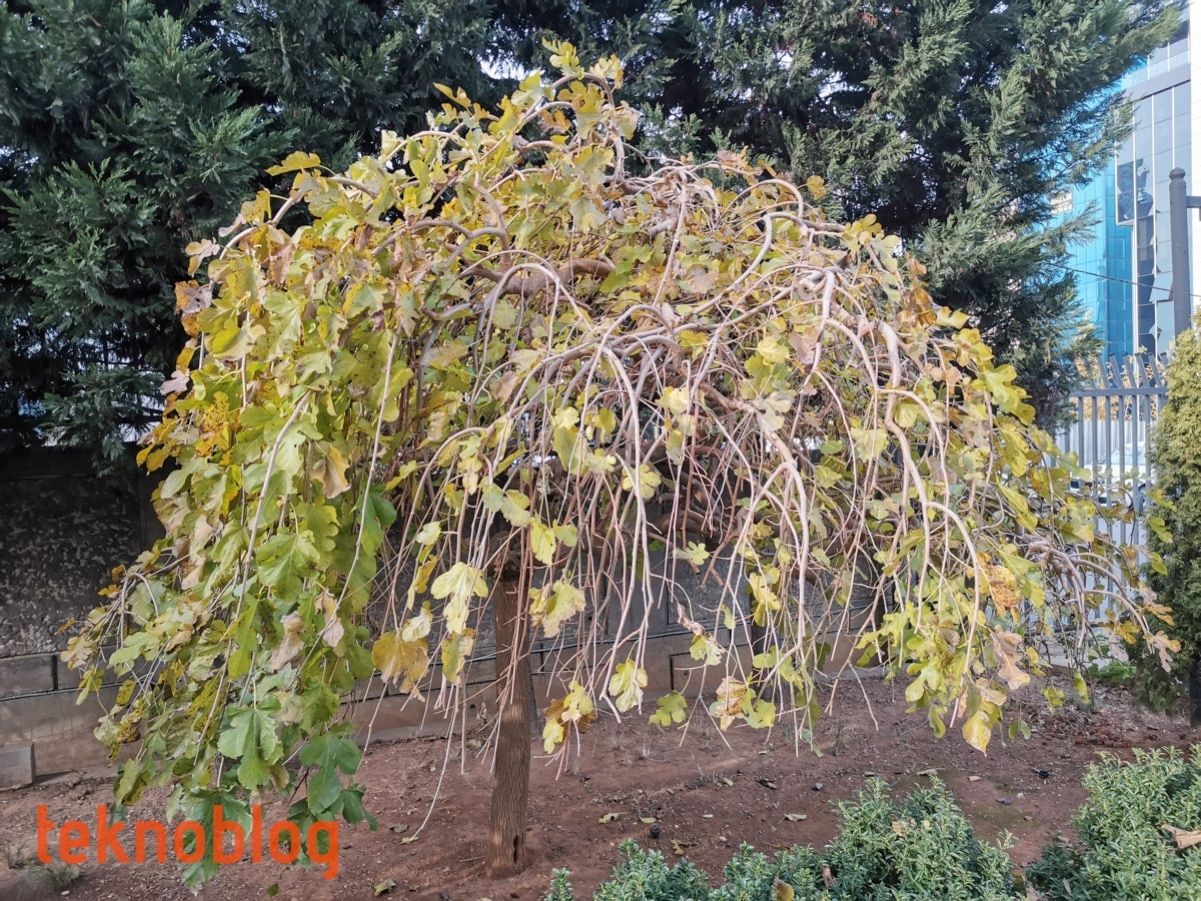 Huawei Nova 5T İncelemesi