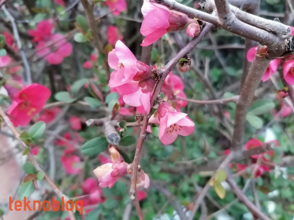 Huawei P Smart Pro İncelemesi