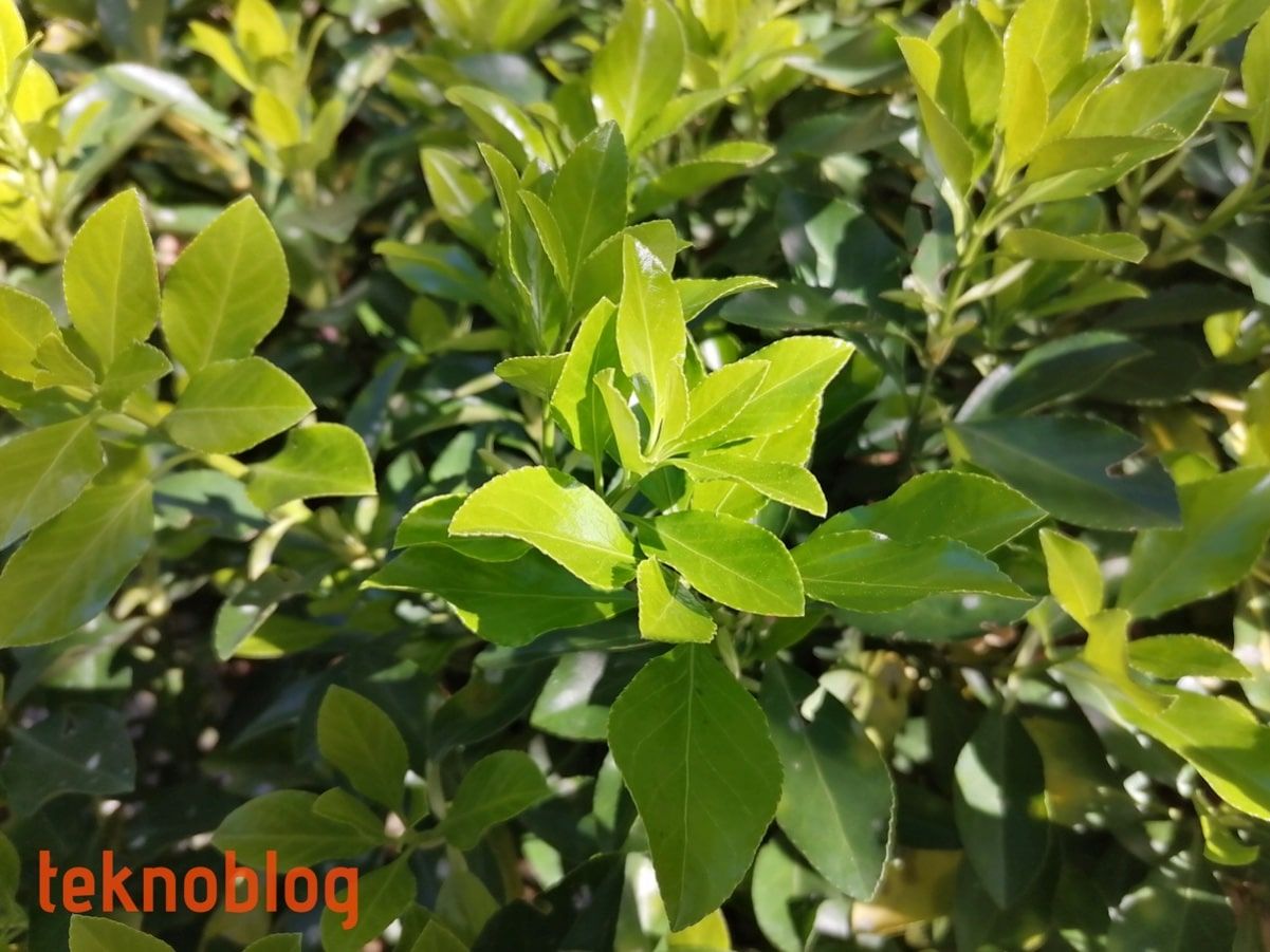 Huawei P Smart Pro İncelemesi