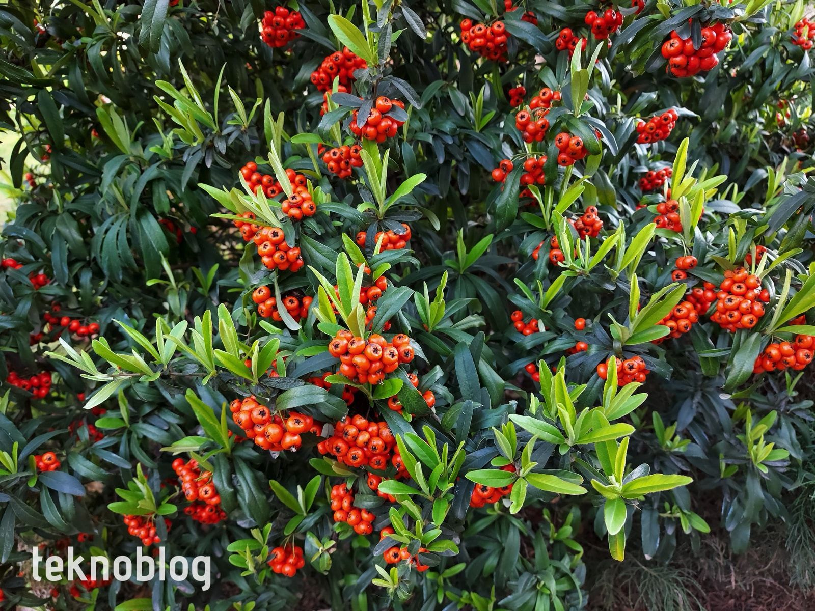 Samsung Galaxy A71 İncelemesi