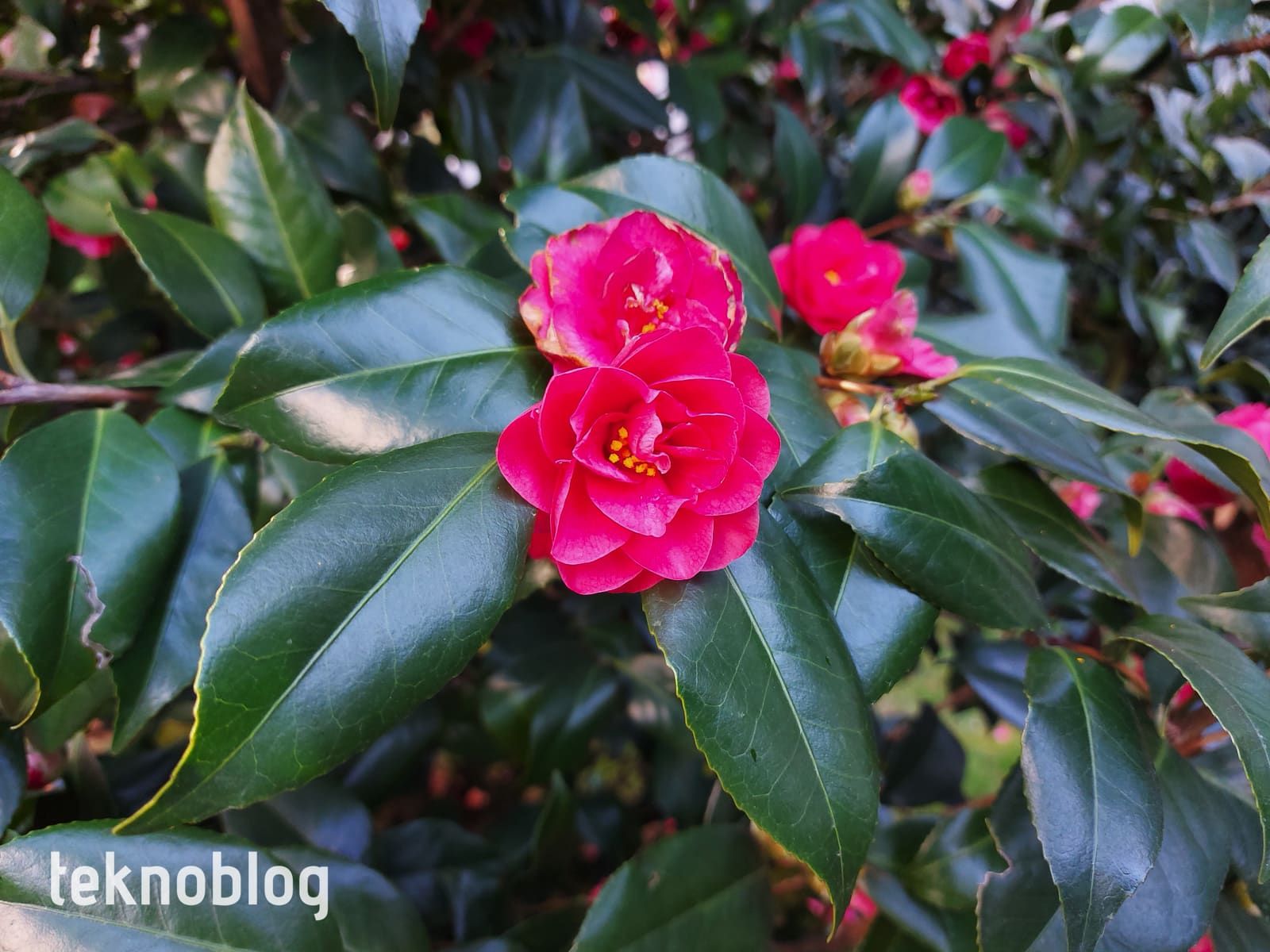 Samsung Galaxy A71 İncelemesi