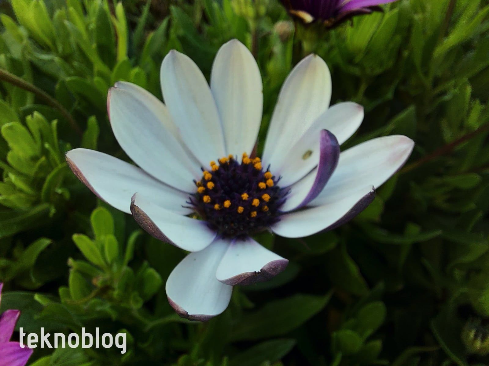 Samsung Galaxy A71 İncelemesi