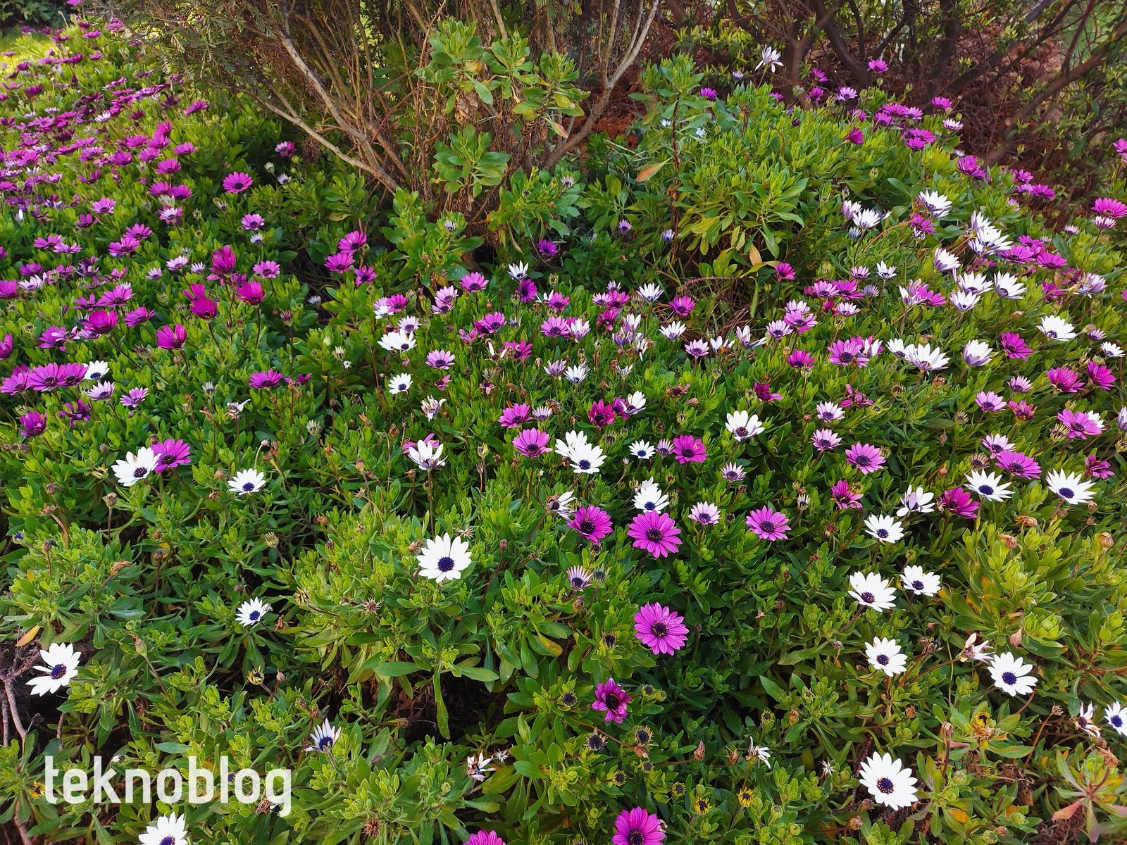 Samsung Galaxy A71 İncelemesi