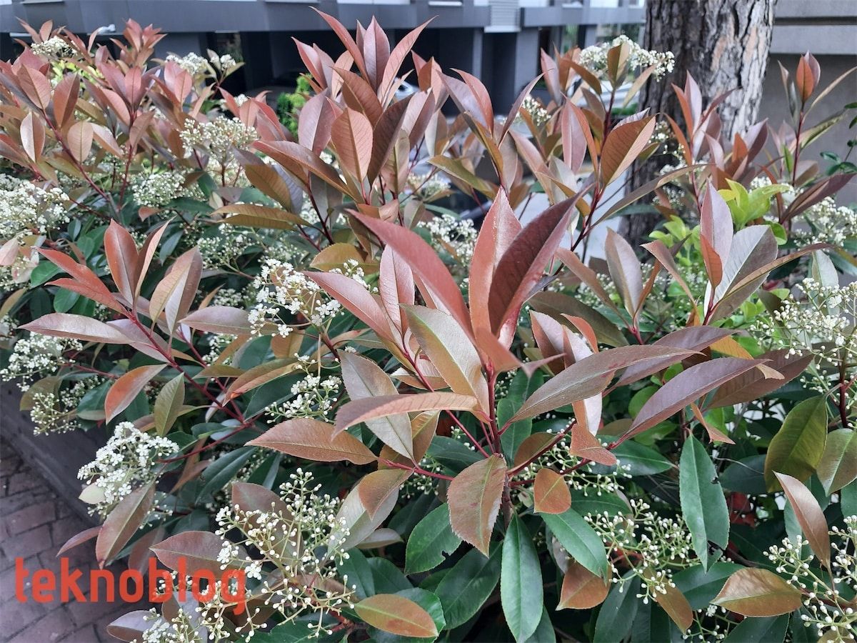 Samsung Galaxy M31 İncelemesi