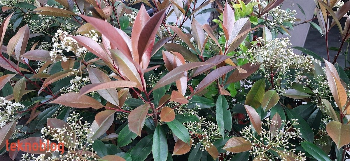 Samsung Galaxy M31 İncelemesi