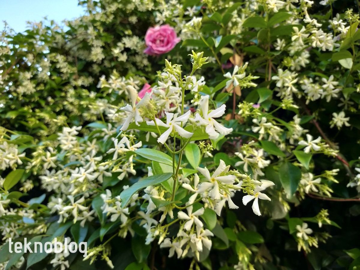 Oppo Reno 3 Pro İncelemesi