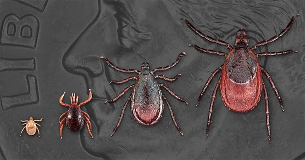 Kenelerden bulaşan virüs Çin'de yeniden kendini gösteriyor