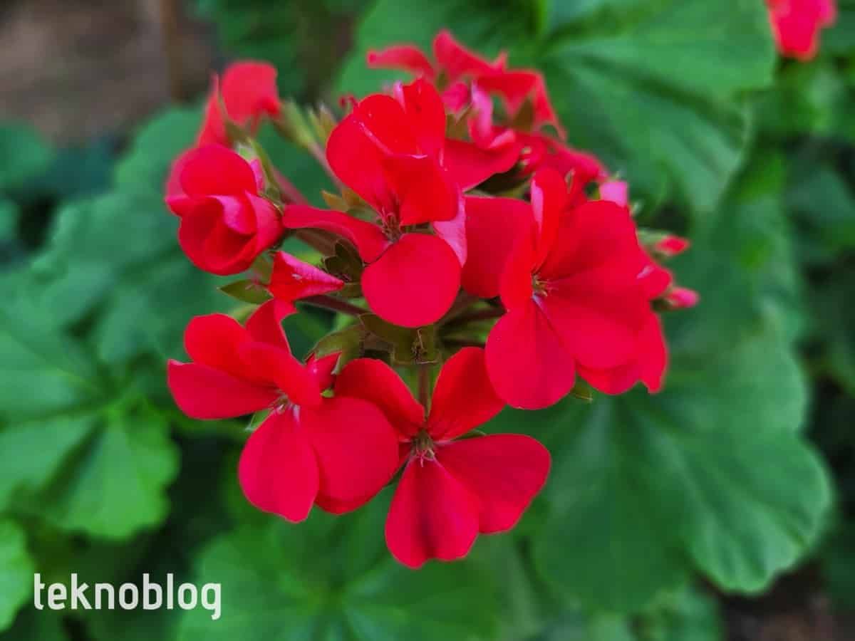 Samsung Galaxy S20 FE İncelemesi