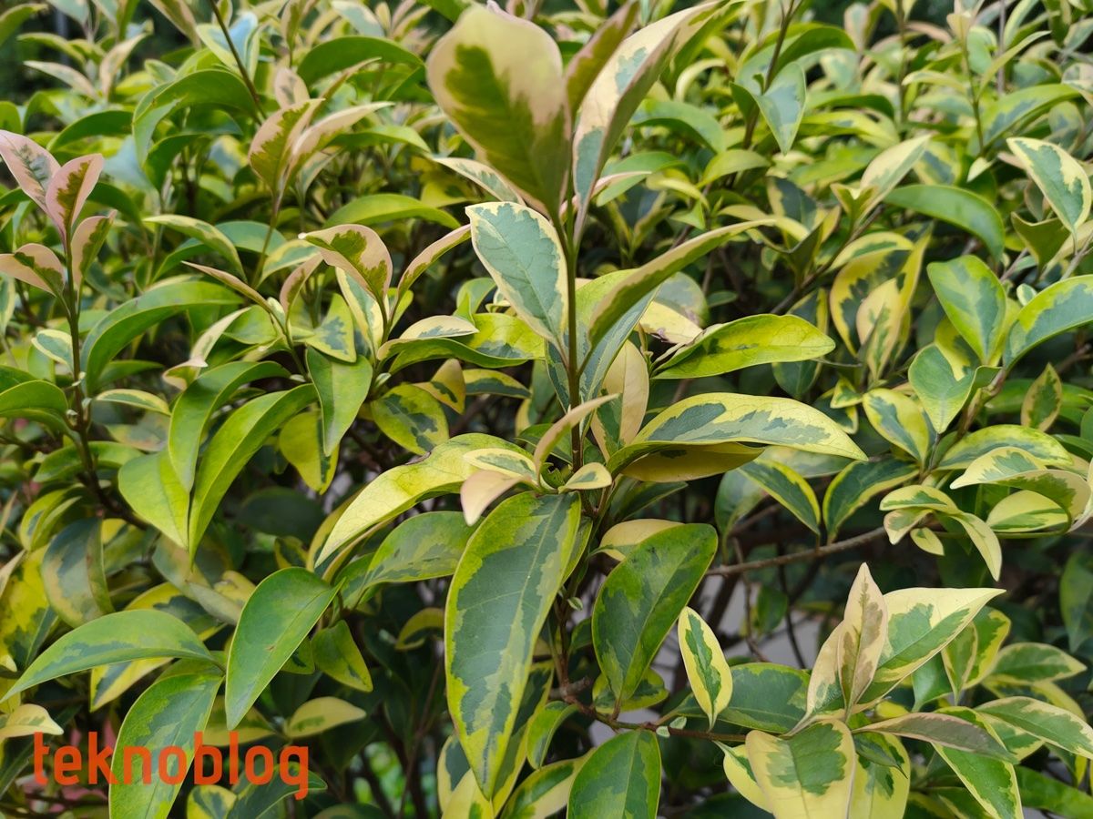 Realme 7 Pro İncelemesi