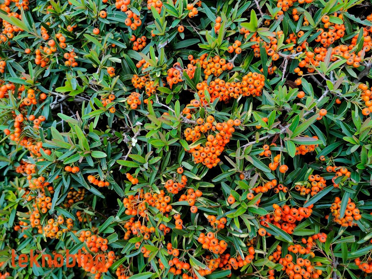 Realme 7 Pro İncelemesi