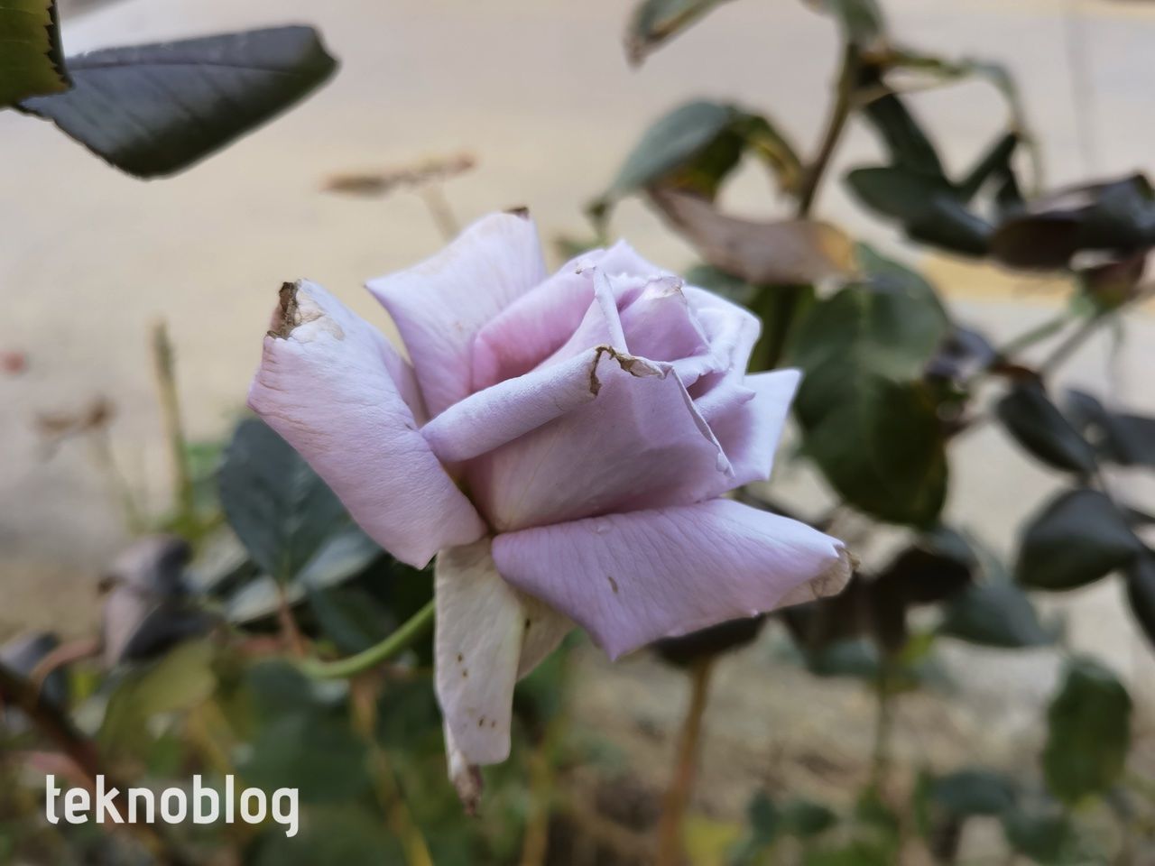 Huawei Mate 40 Pro İncelemesi