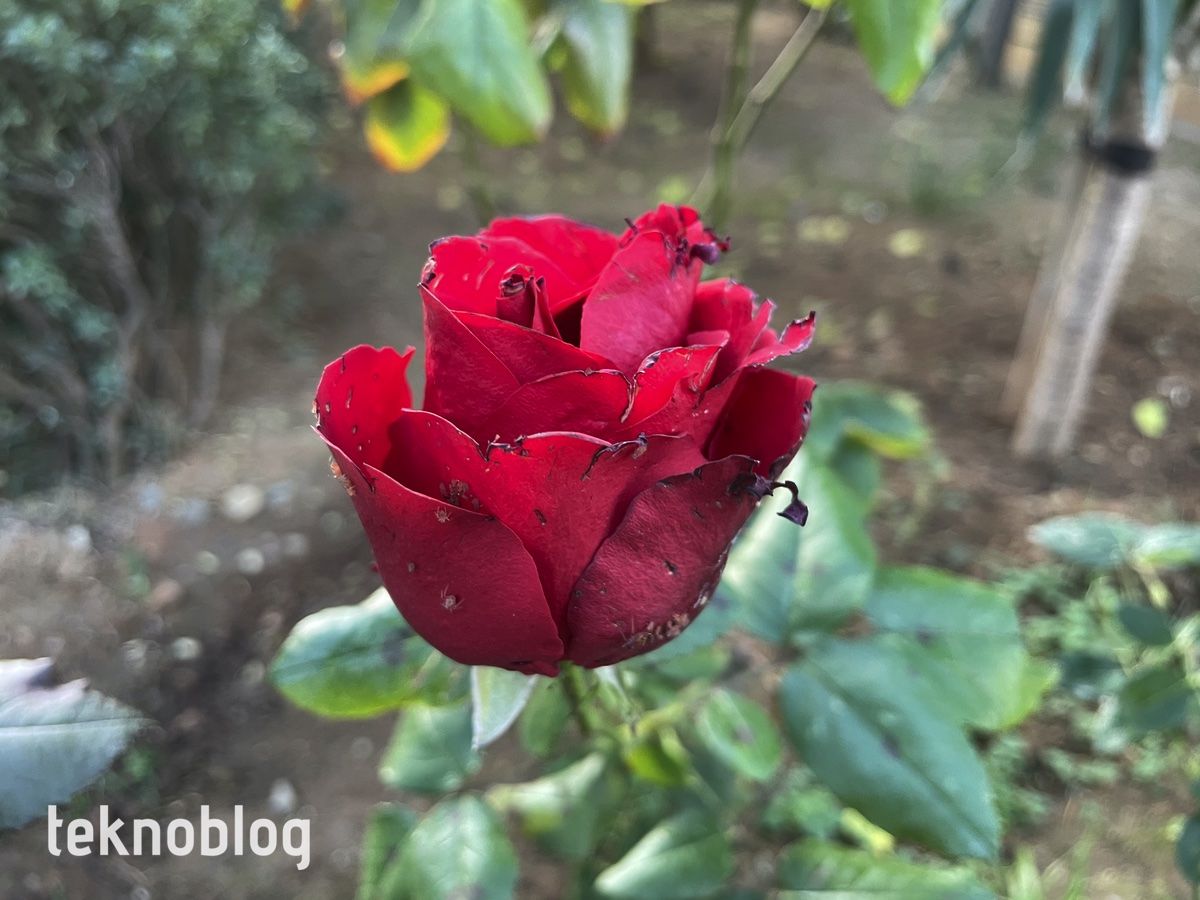 iPhone 12 Pro İncelemesi