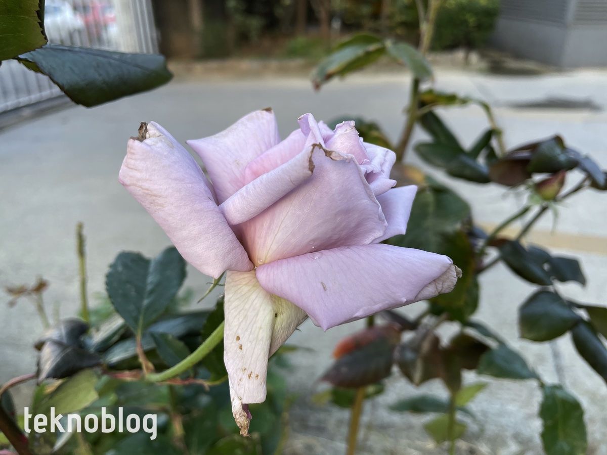 iPhone 12 Pro İncelemesi