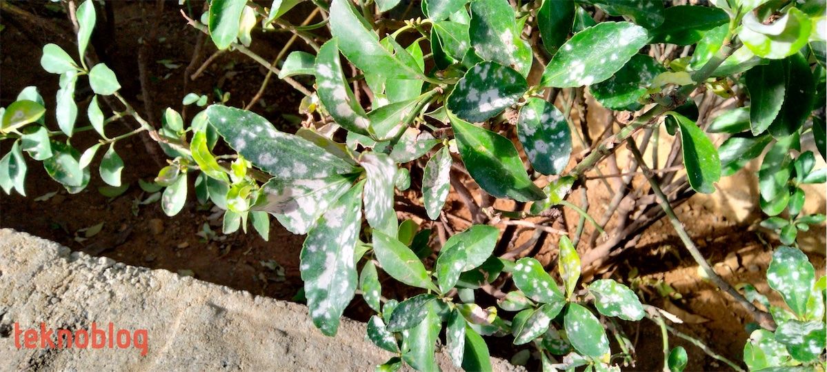 Oppo A73 İncelemesi