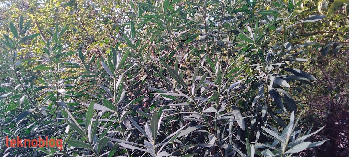 Oppo A73 İncelemesi