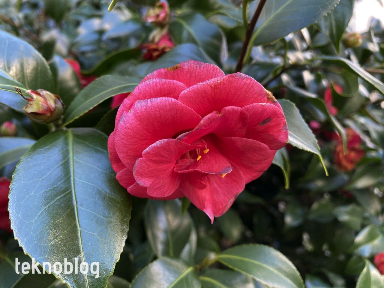 iPhone 12 Pro Max ve iPhone 11 Pro Max karşı karşıya