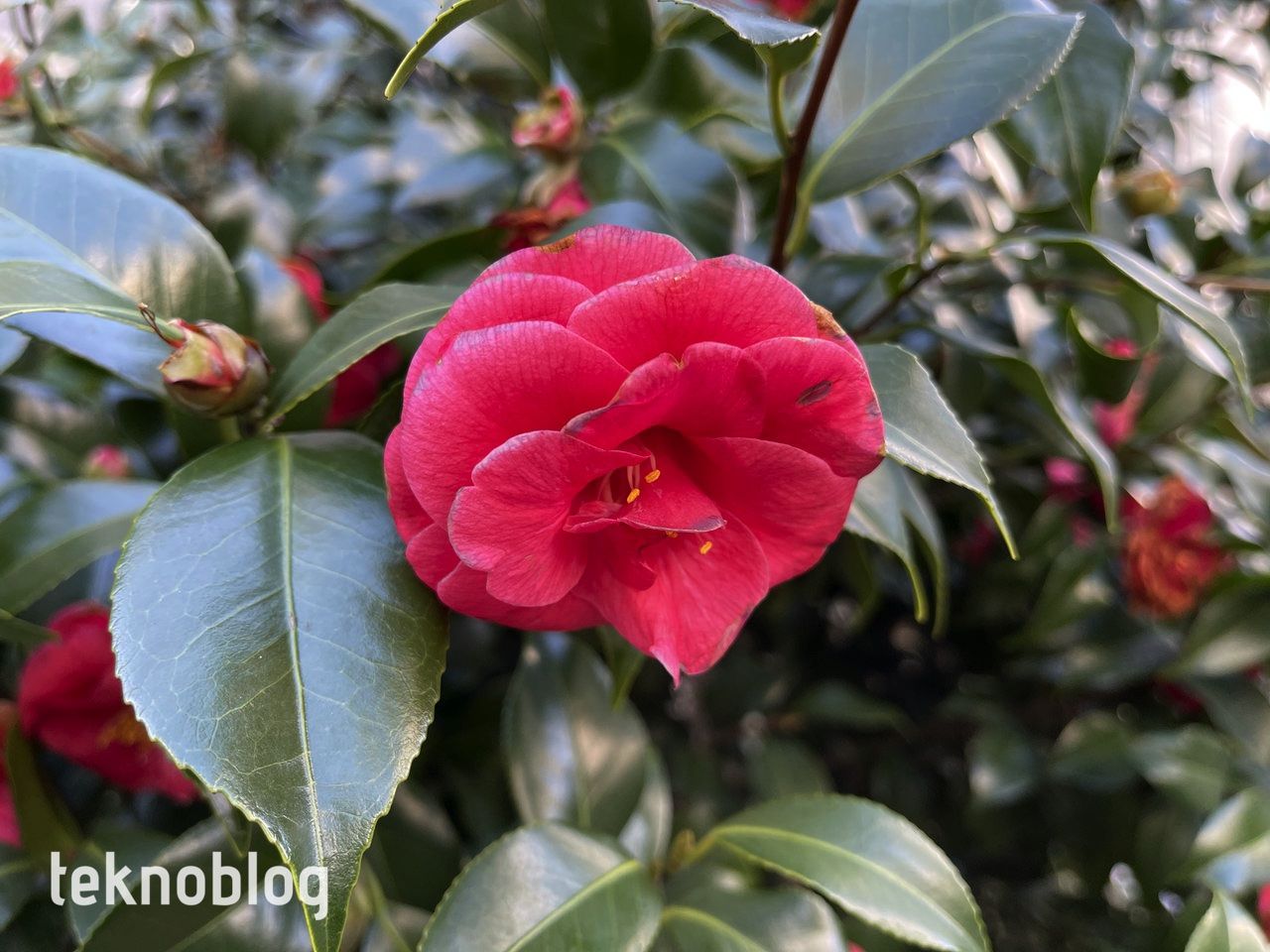 iPhone 12 Pro Max ve iPhone 11 Pro Max karşı karşıya