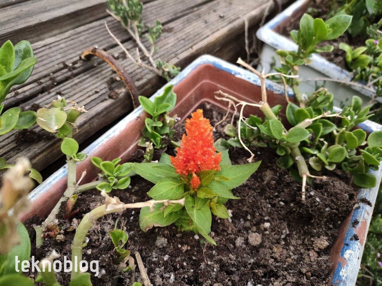 Oppo Reno 5 İncelemesi