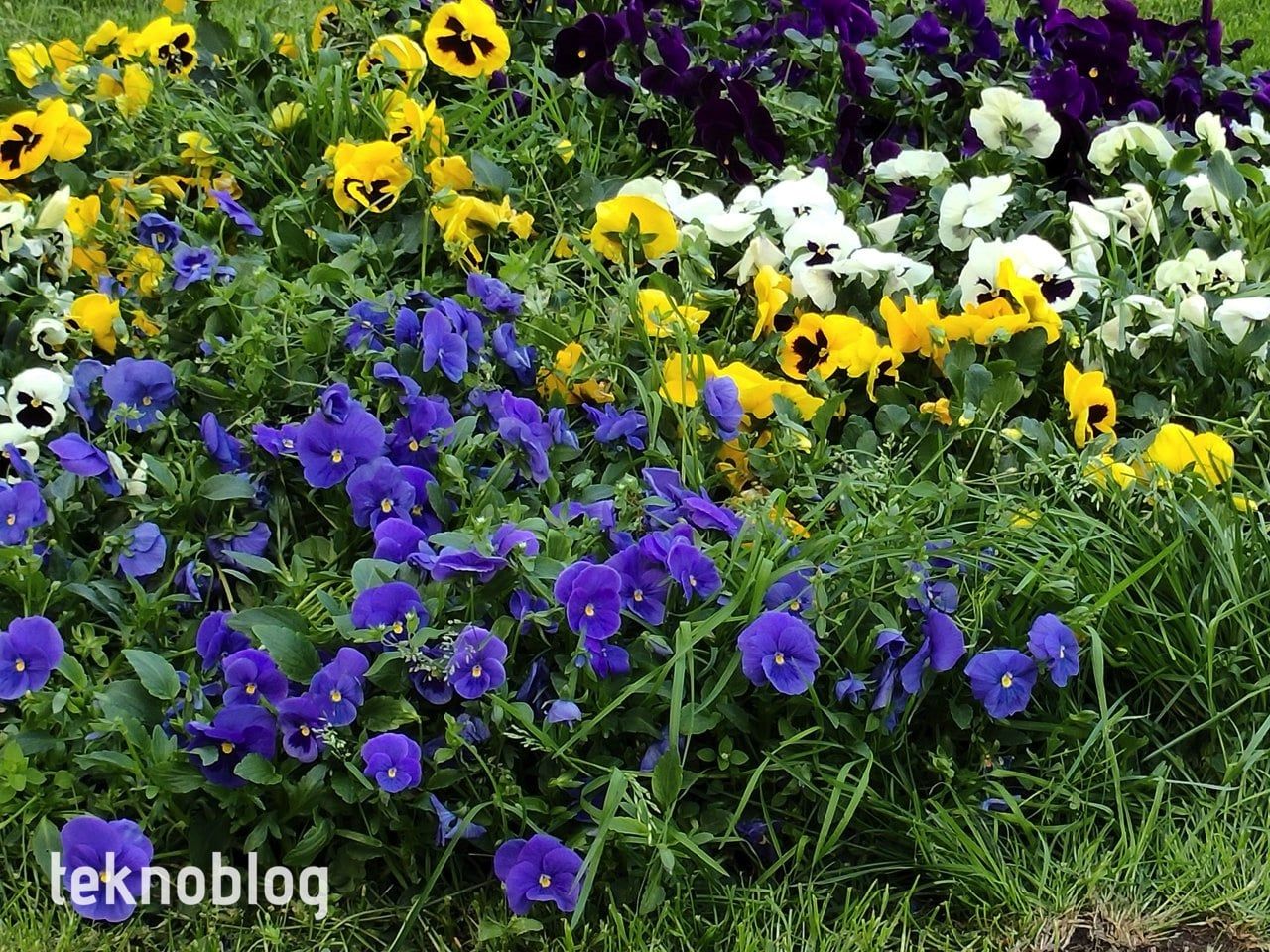 Oppo Reno 5 İncelemesi