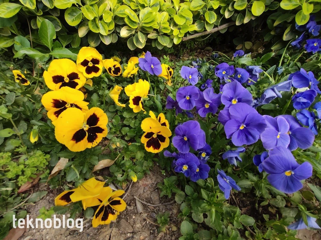 Oppo Reno 5 İncelemesi