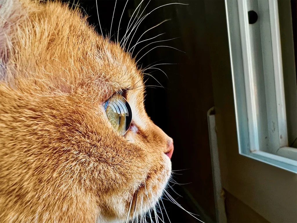 Apple’dan makro fotoğraflar odaklı Shot on iPhone Challenge yarışması