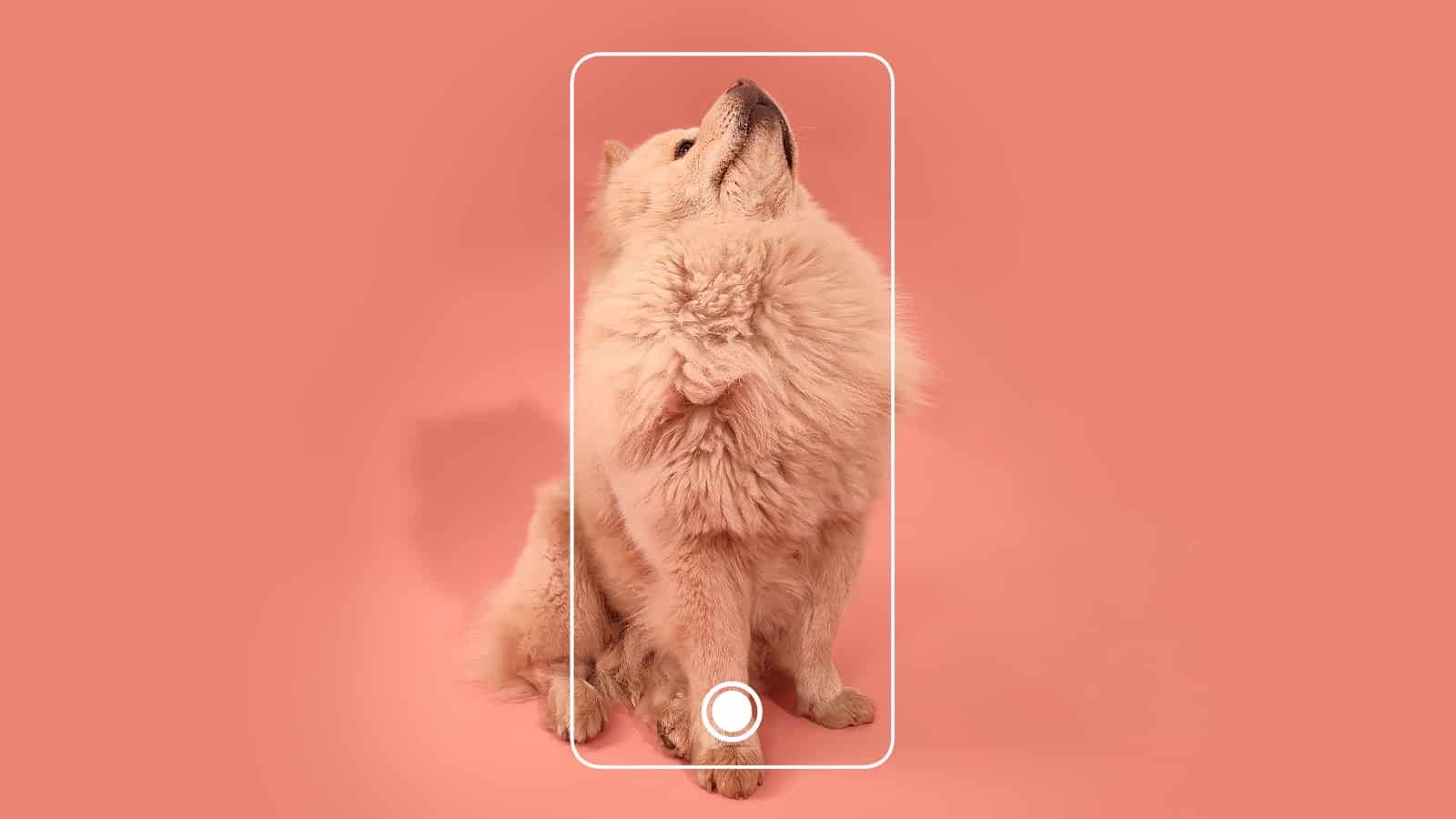 oppo reno 6 tanıtım projesi