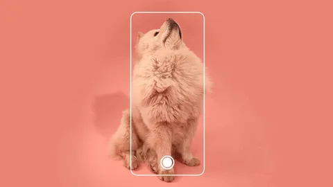 Oppo’dan Reno 6 için ünlülerin evcil hayvanları ile dikkat çekici tanıtım projesi
