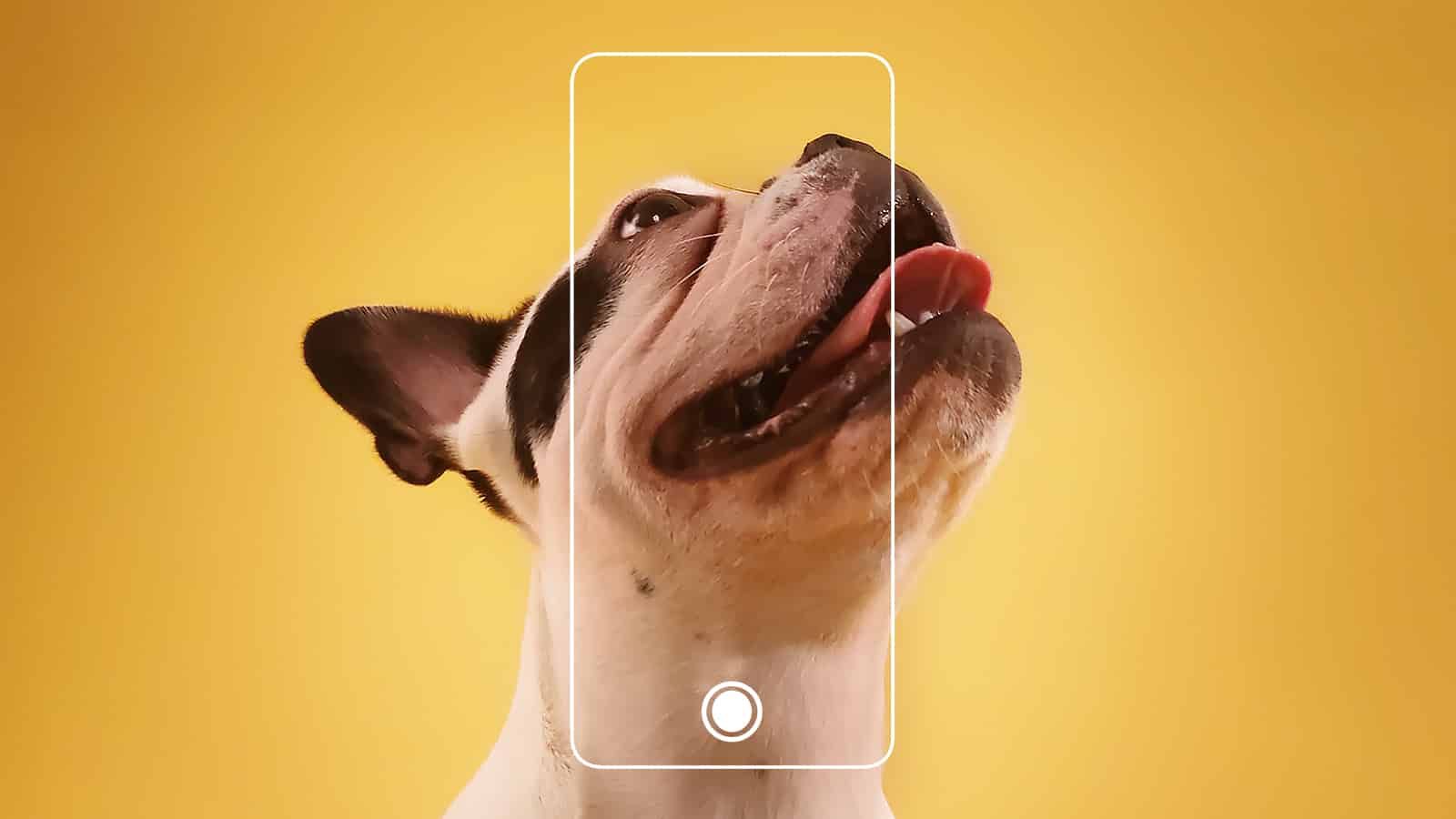 Oppo’dan Reno 6 için ünlülerin evcil hayvanları ile dikkat çekici tanıtım projesi