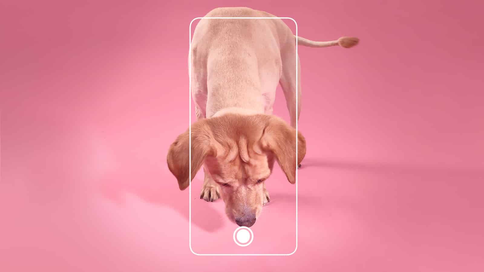 Oppo’dan Reno 6 için ünlülerin evcil hayvanları ile dikkat çekici tanıtım projesi