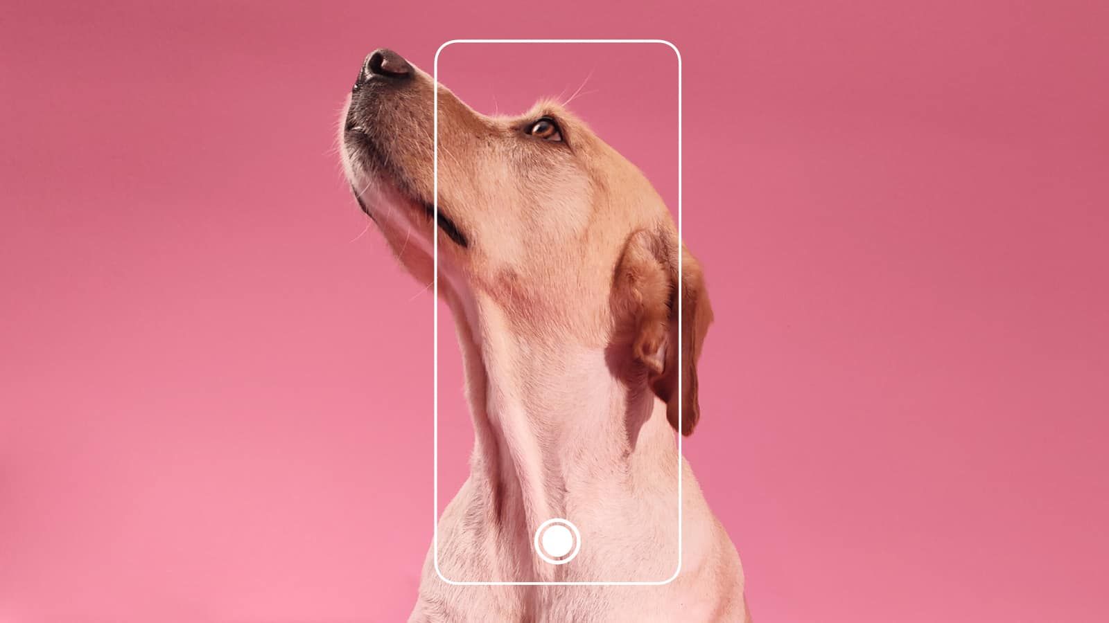 Oppo’dan Reno 6 için ünlülerin evcil hayvanları ile dikkat çekici tanıtım projesi