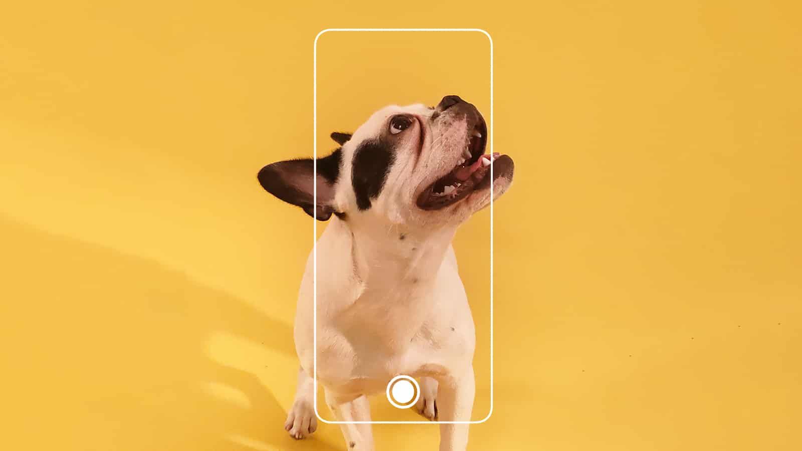 Oppo’dan Reno 6 için ünlülerin evcil hayvanları ile dikkat çekici tanıtım projesi