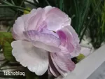 Vivo Y33s İncelemesi
