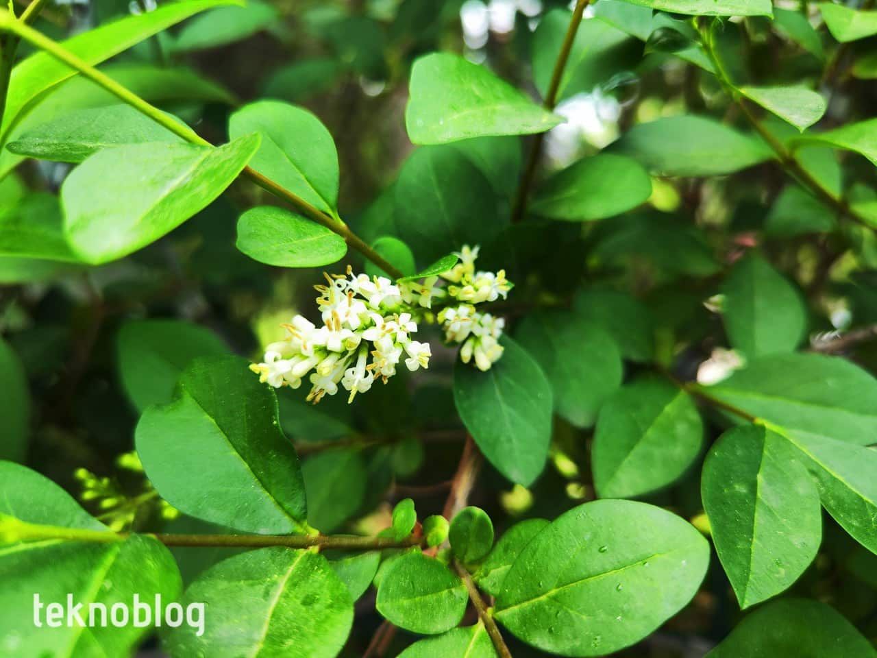 Xiaomi 12 Pro İncelemesi