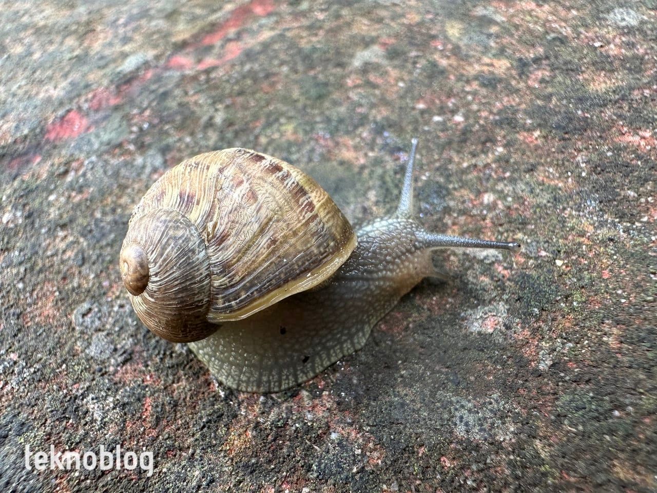 iPhone 14 Pro İncelemesi