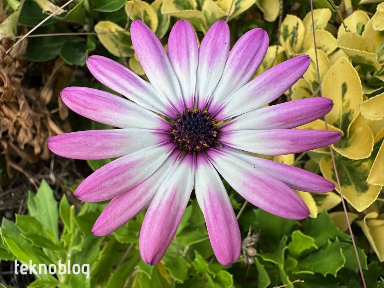 iPhone 14 Pro İncelemesi