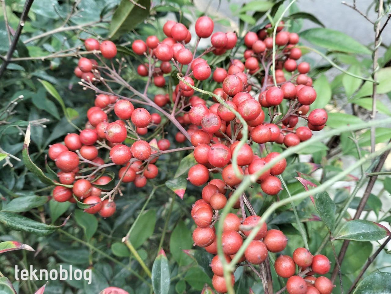 Oppo A96 İncelemesi