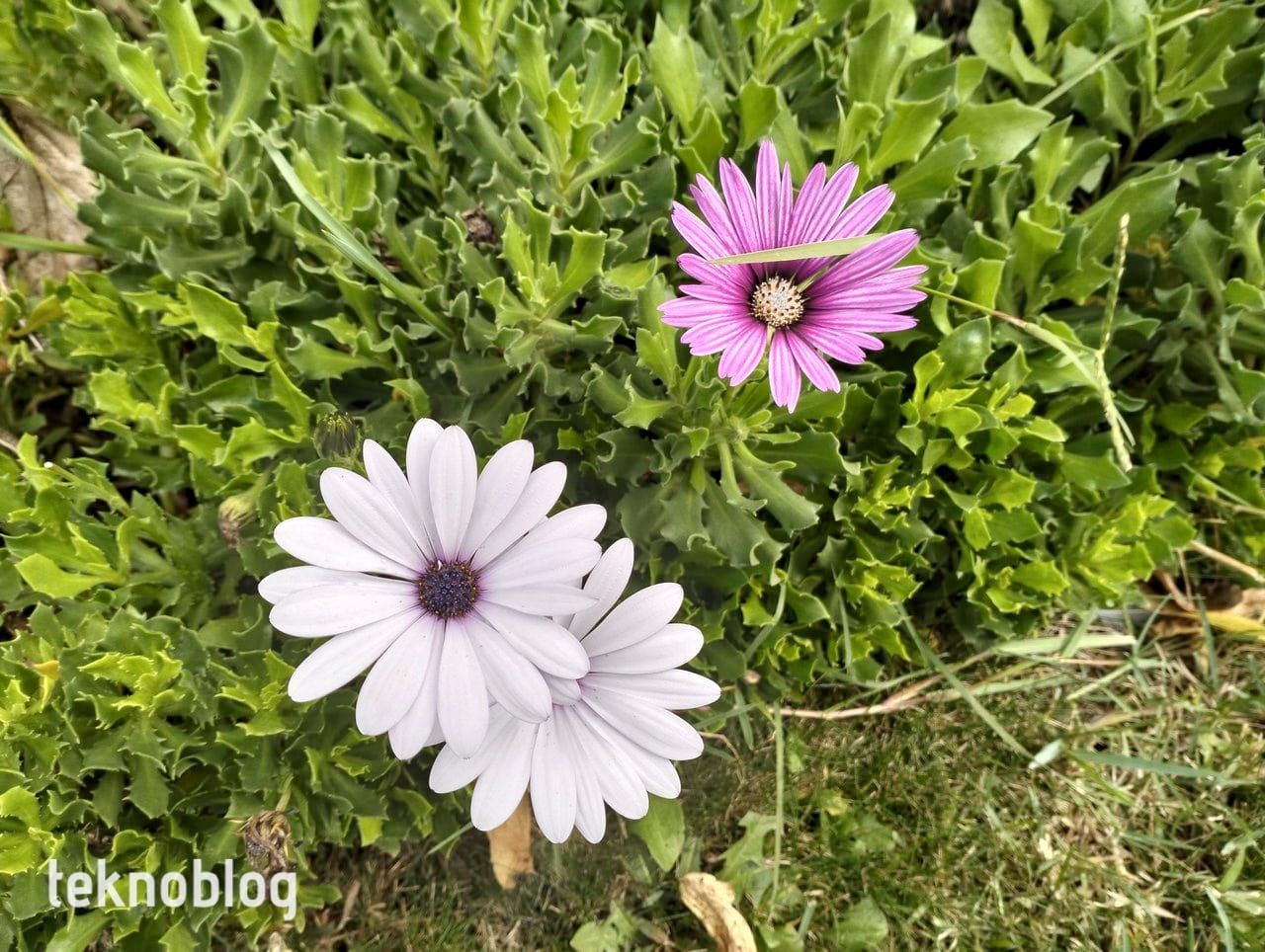 Oppo A96 İncelemesi