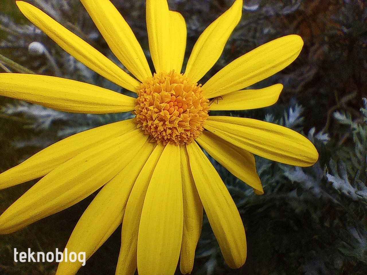 TCL 30 SE İncelemesi