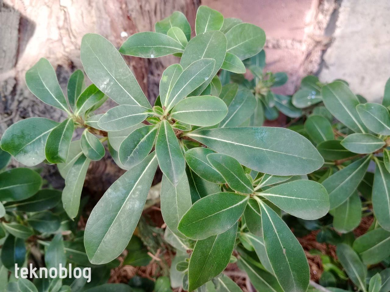 TCL 30 SE İncelemesi