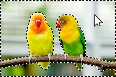 adobe photoshop elements 2024