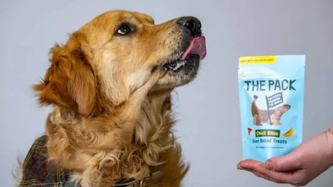 Laboratuvarda üretilen etle yapılan köpek mamaları İngiltere’de satışta