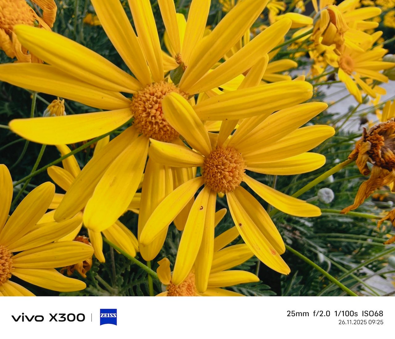 Gücün ve kamera yeteneklerinin en kompakt hâli: vivo X300 İncelemesi