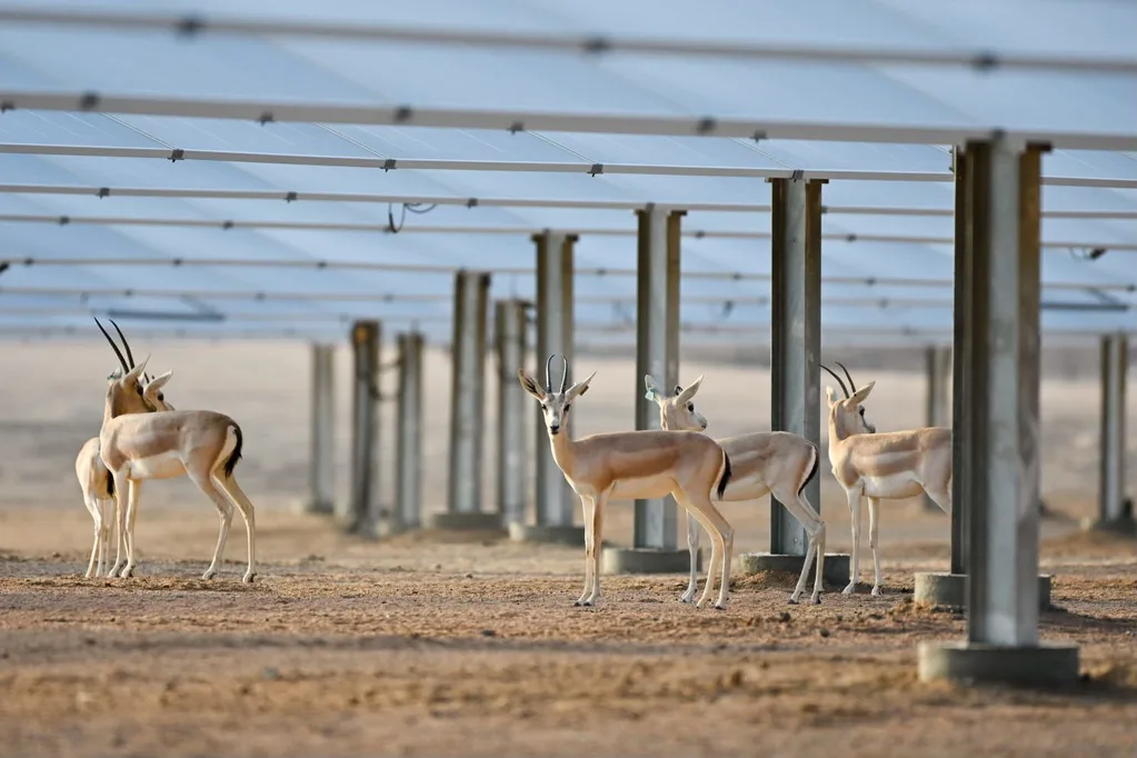 250 MW’lık güneş santrali, panellerin altında ceylanlara yaşam alanı sunuyor