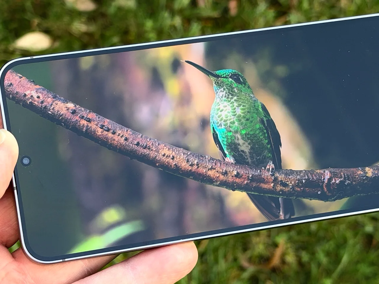 Galaxy S26 FE’nin ekranında renkli kuş görüntüsü
